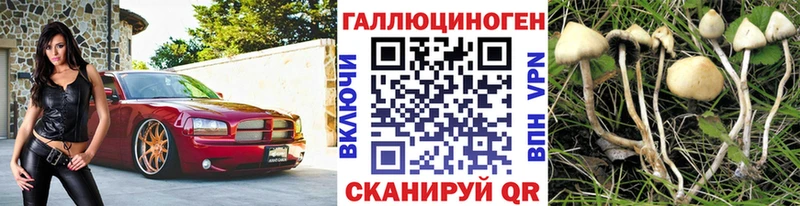Купить где  Палласовка  Псилоцибиновые грибы Psilocybe 